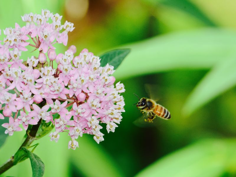 Bee getting nectar from swamp milkweed. Smithsonian Photo Contest Smithsonian Magazine