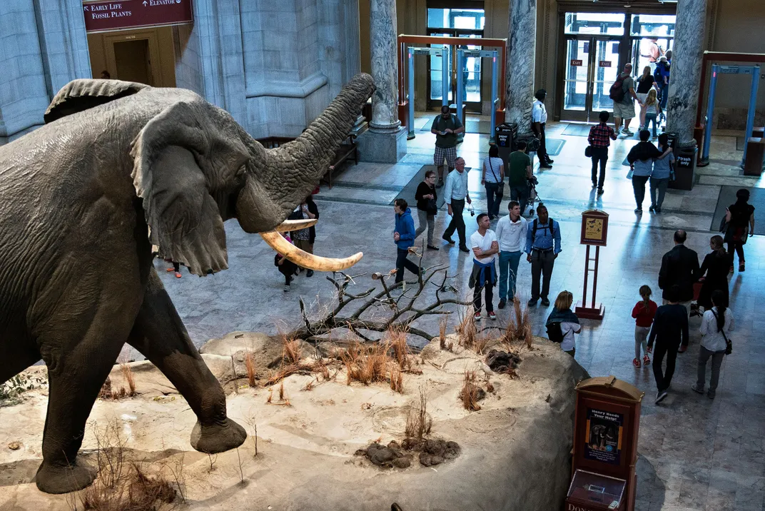 Elephant in Natural History Museum rotunda