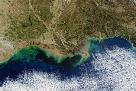 An image from NASA of algae blooms along the Gulf coast, seen here in teal. This image was taken by MODIS at an unspecified date. 