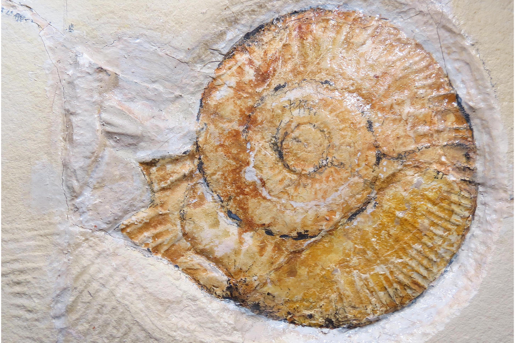 Ammonite