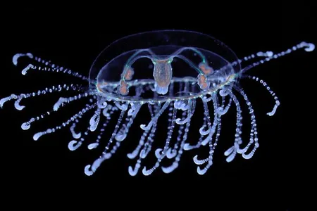 This jellyfish, Scolionema suvaense, was raised in the National Museum of Natural History’s Invertebrate Zoology “AquaRoom.” Here, the species is sinking through food with its tentacles spread wide.