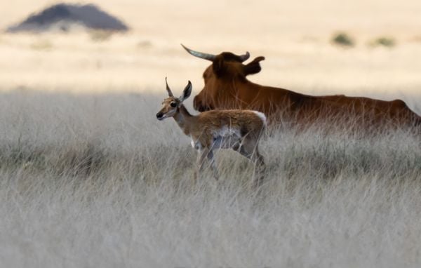 A Young Pronghorn Passes Beside a Large Bull thumbnail