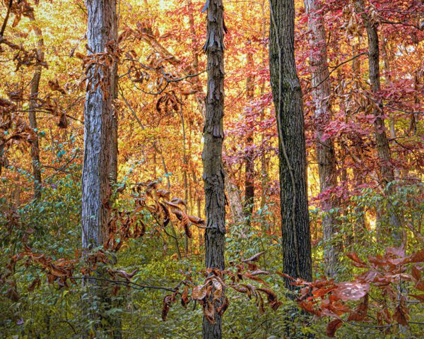 Old Oak Tree Forest thumbnail