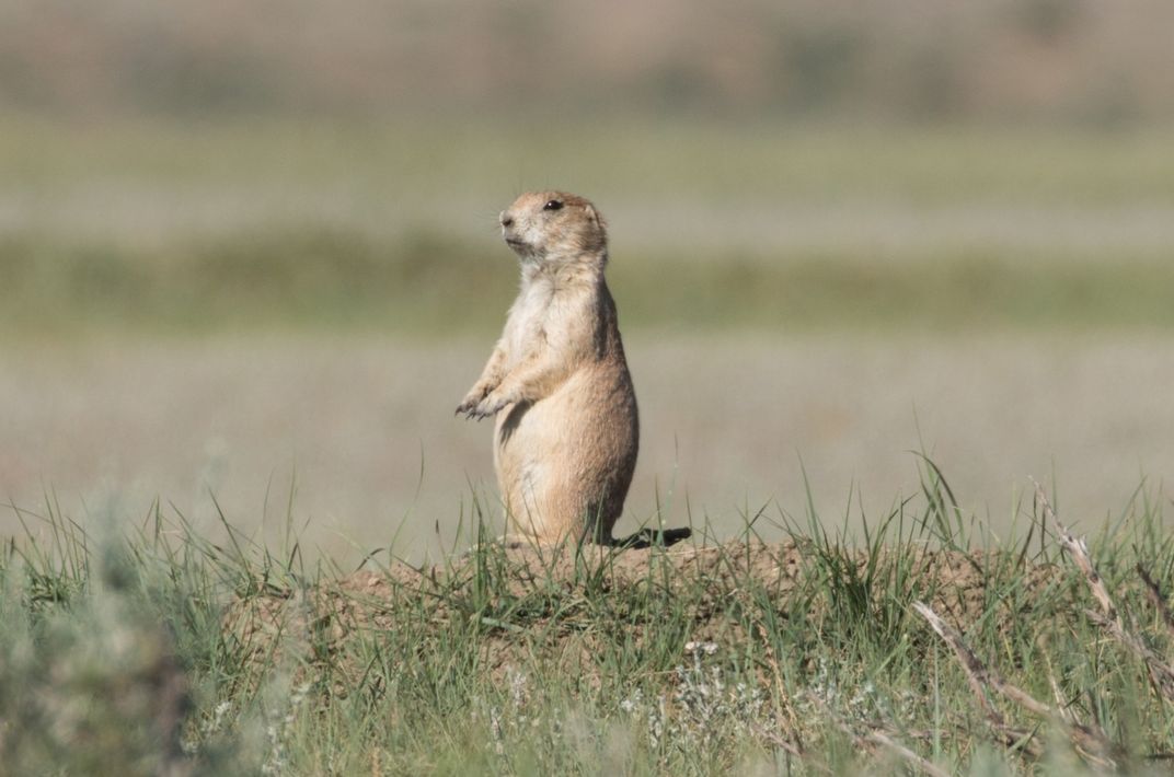 A small rodent, called a black-tailed prairie dog, stands on its hind legs just outside its burrow in the plains of Montana.