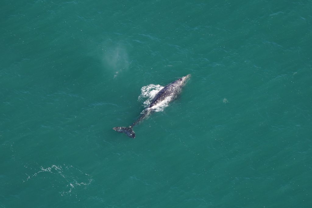 aerial shot of a Gray Whale in the ocean
