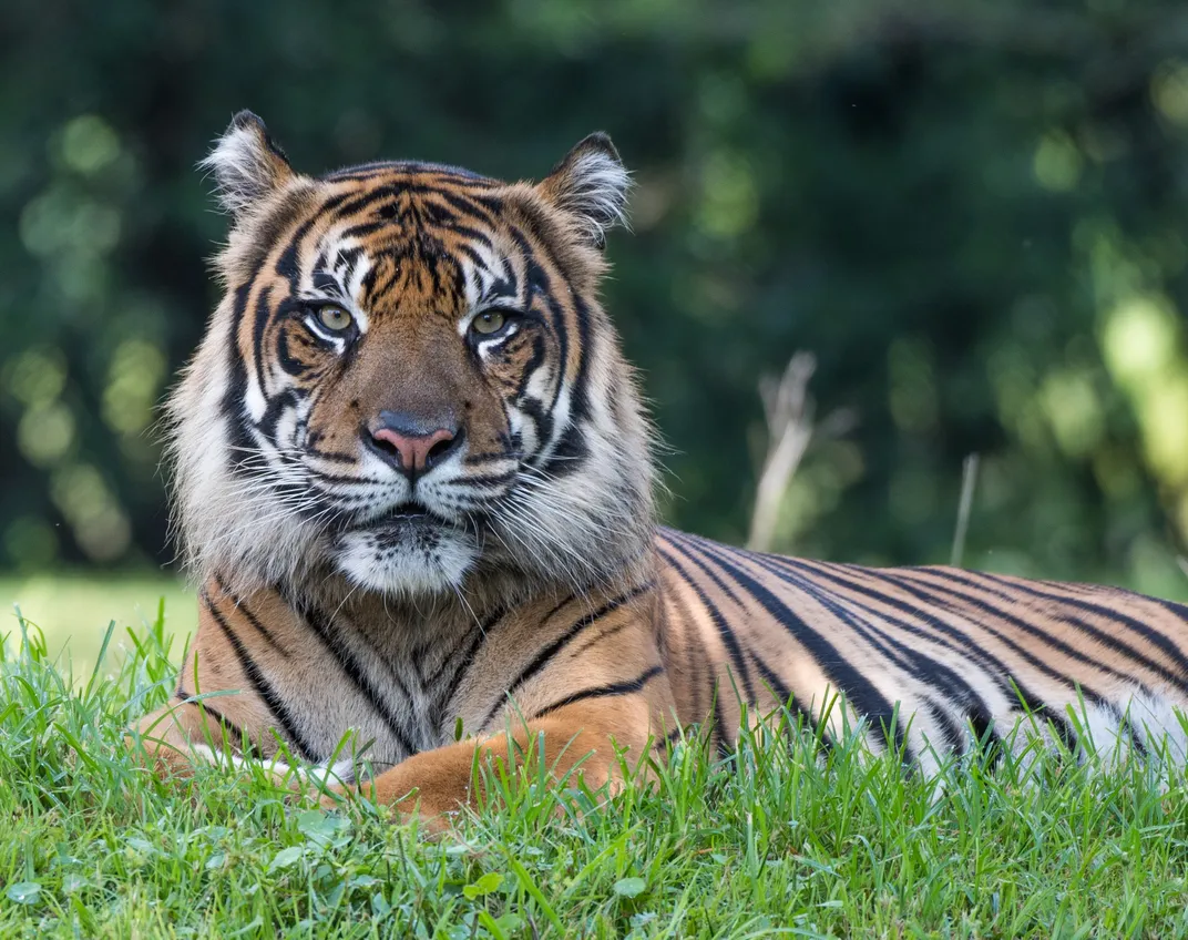 Endangered Sumatran Tiger | Smithsonian Photo Contest | Smithsonian ...