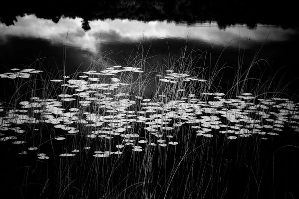 Lily Pads and Reeds thumbnail