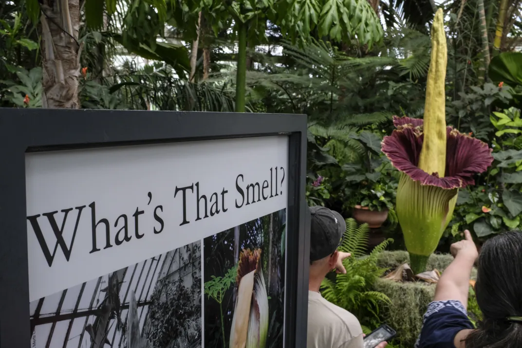 Sign that says What's That Smell? in front of corpse flower