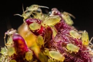 Even these aphids squash their libidos at the first signs of a storm.