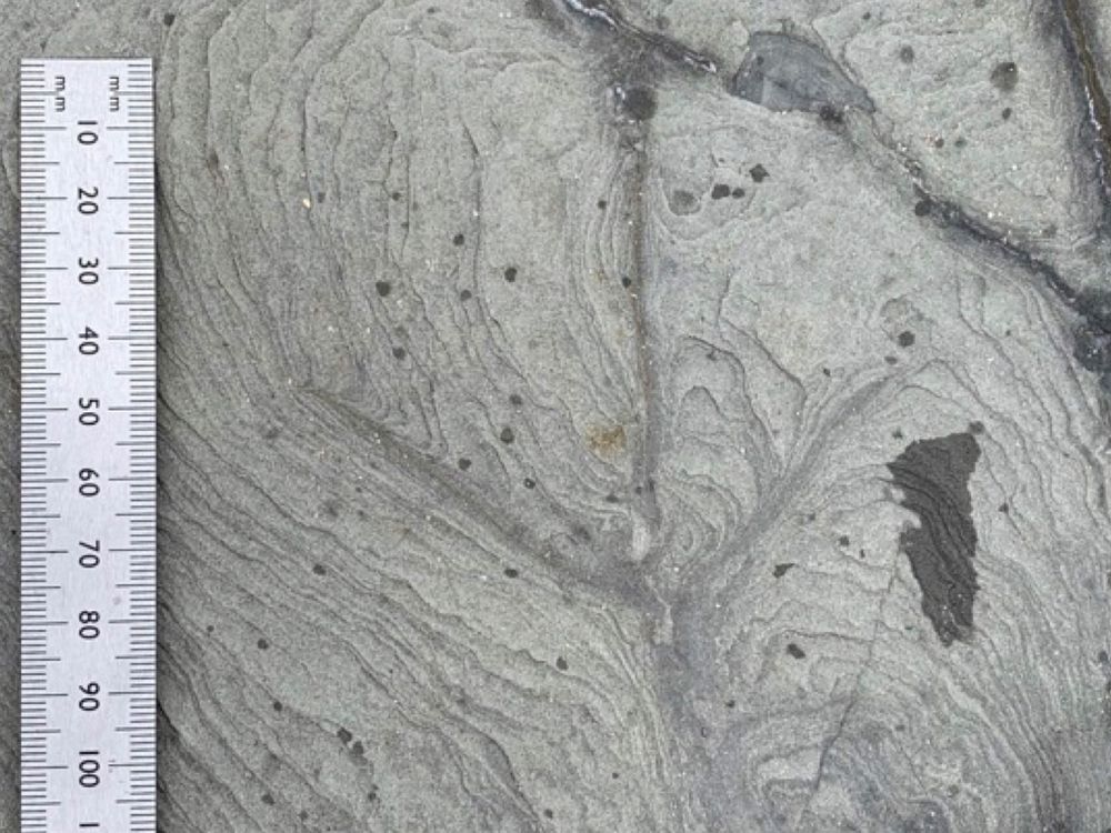 Australia’s Oldest Known Bird Tracks Are 120 Million Years Old