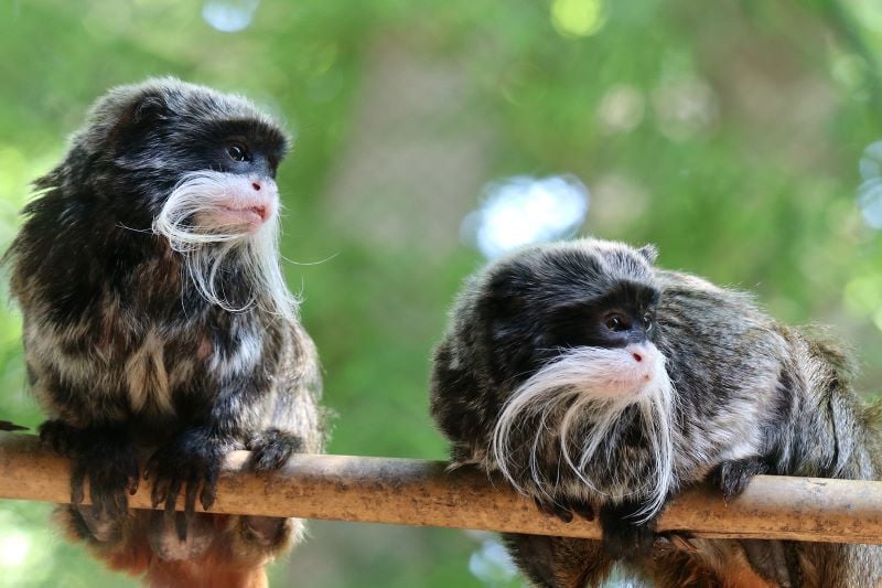 Two emperor tamarin monkeys