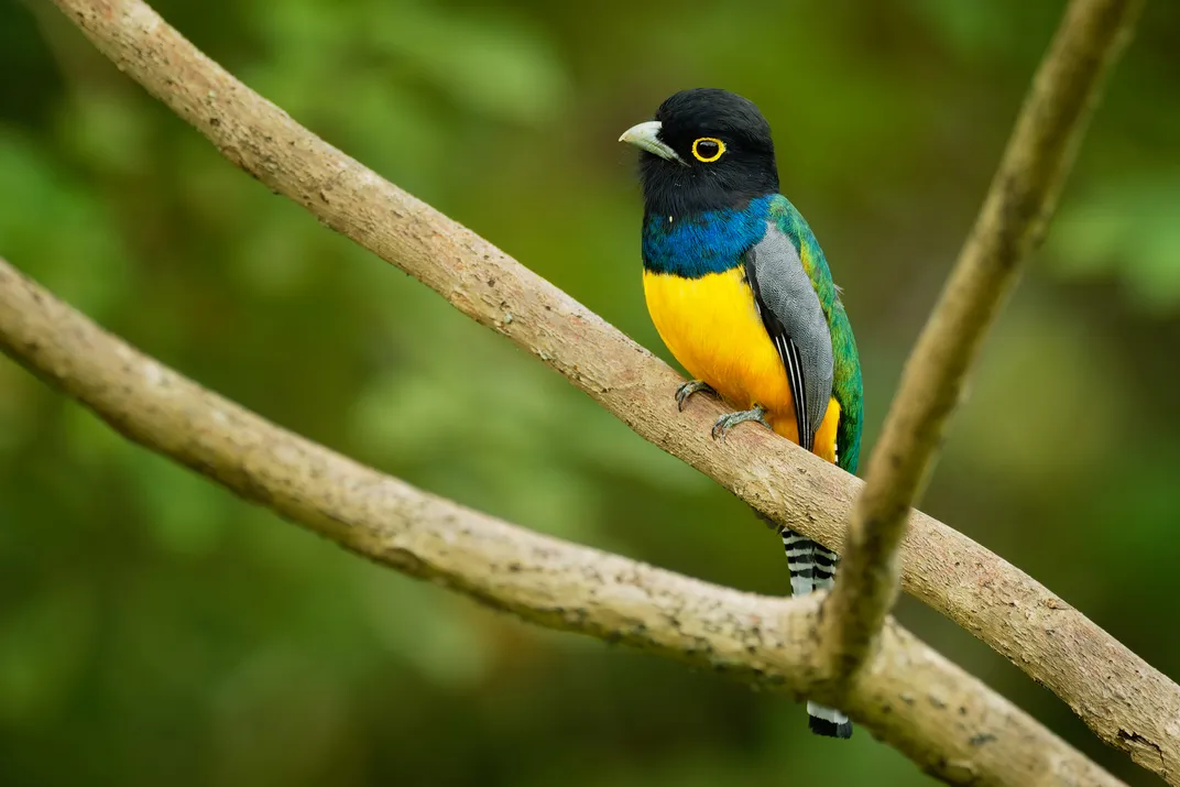 Gartered Trogon found on the Pacific coast