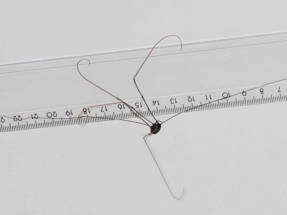 The giant, newly discovered harvestman from Laos.