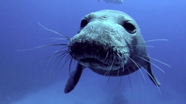 Preview thumbnail for Saving the Endangered Monk Seal