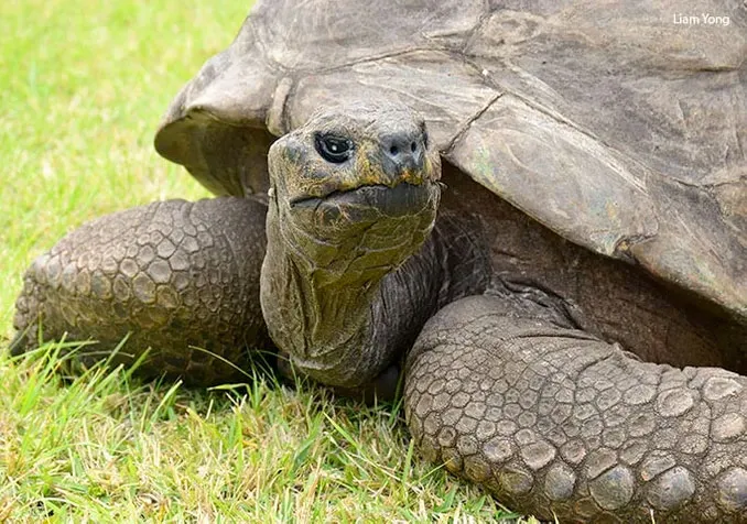An close up image of a giant tortoise laying in the grass.