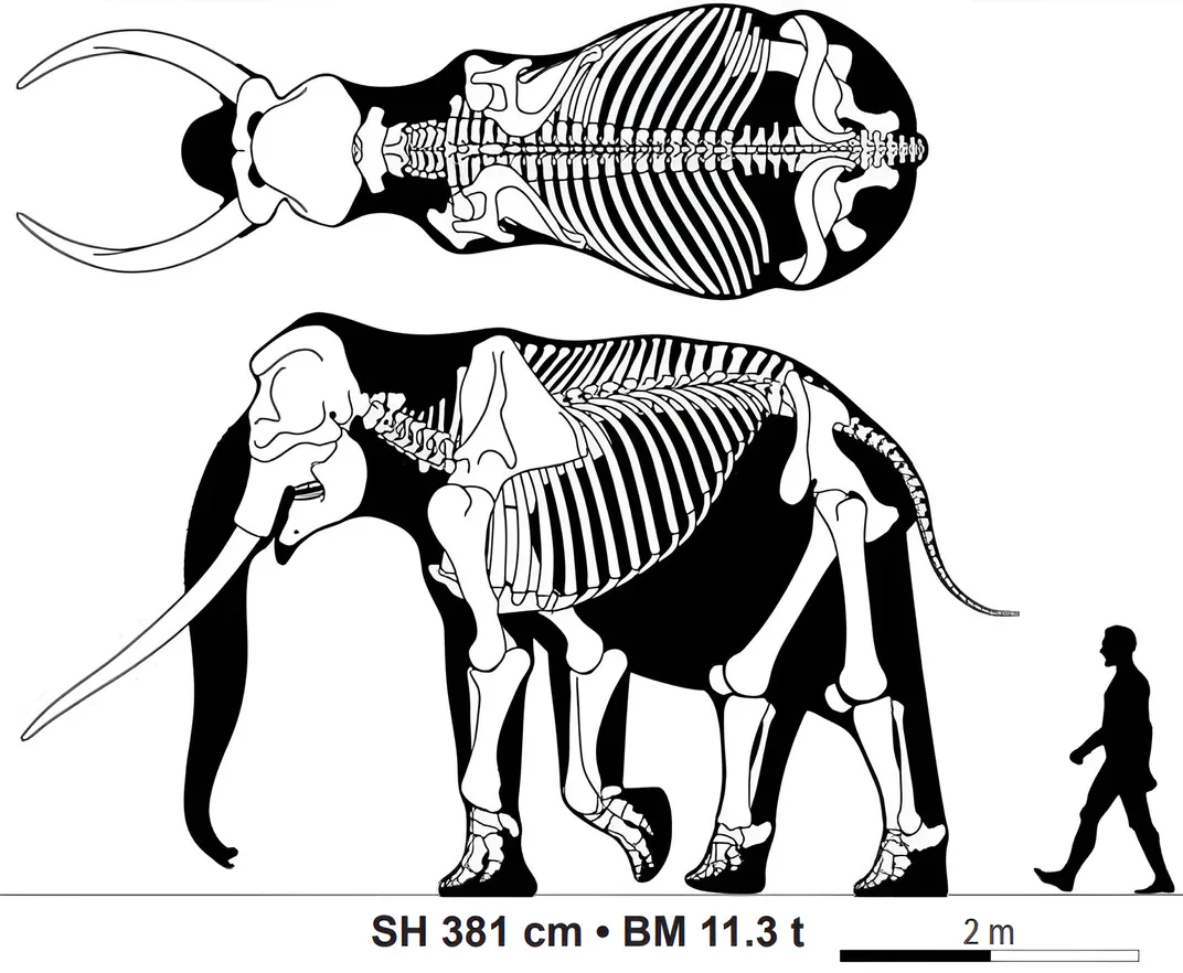 Palaeoloxodon