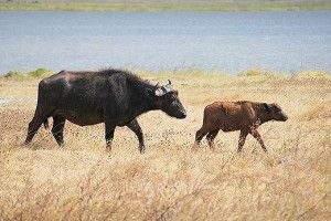 20110520102256Cape-Buffalo-and-calf-520-300x200.jpg