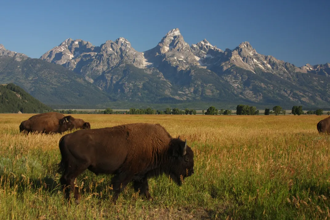 Bison in Grand Teton National Park | Smithsonian Photo Contest ...