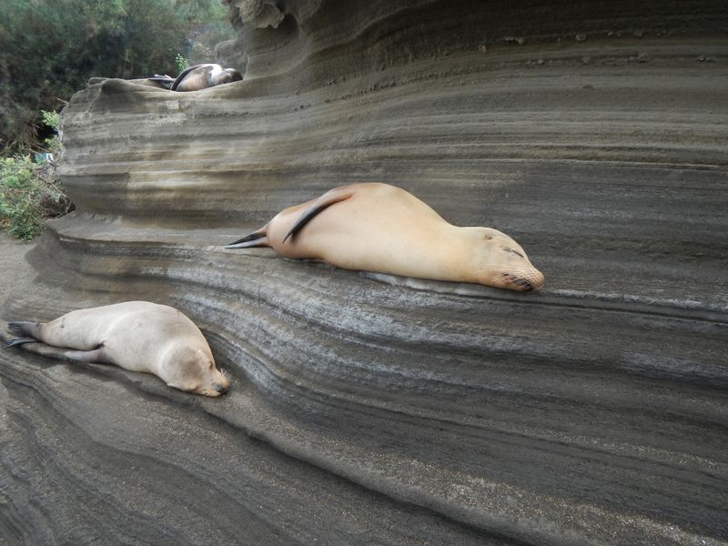 Sleep Seals Smithsonian Photo Contest Smithsonian Magazine