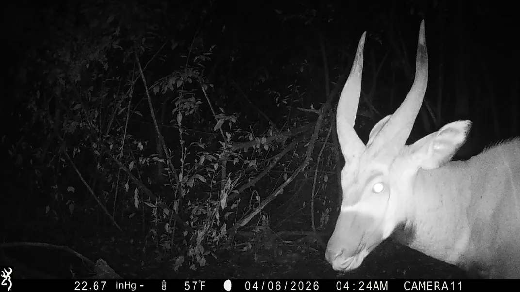 in the dark, the head of a bongo with long antlers is at the right of the image