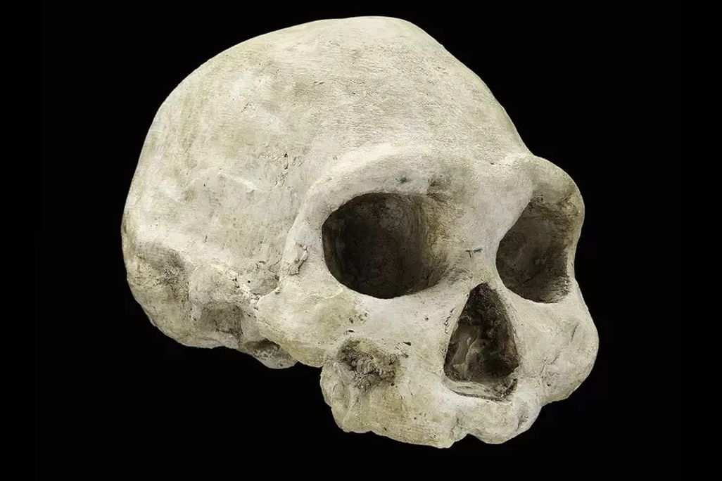 skull