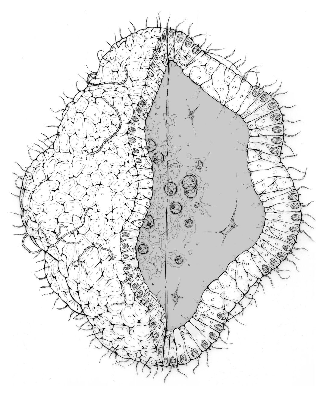 Scientific illustration of a cassiosome