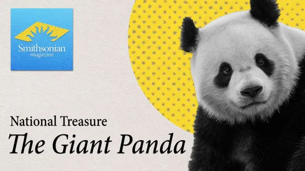 Preview thumbnail for National Treasure: The Giant Panda Steals Hearts (and Bamboo) at the National Zoo