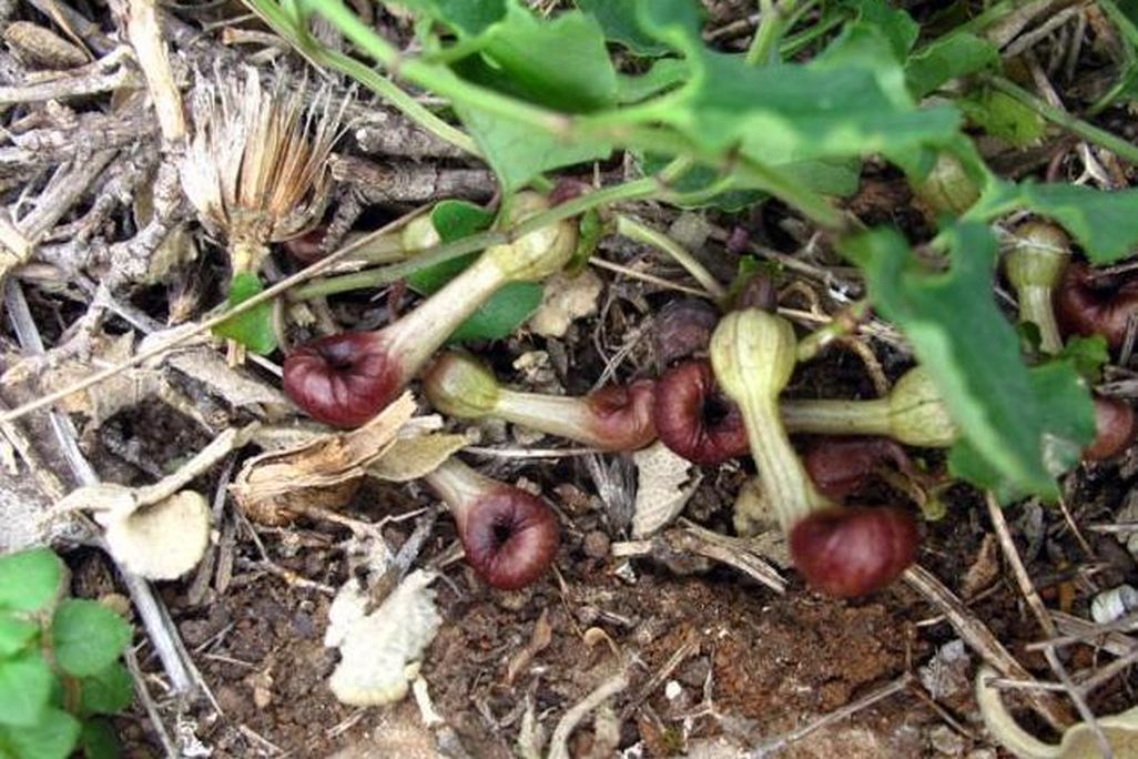 A photo of a bulb like plant that is laying on the the forest floor.