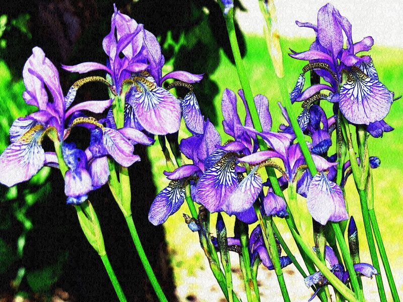 Iris as a Work of Art Smithsonian Photo Contest Smithsonian Magazine