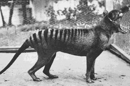 Benjamin photographed at Beaumaris Zoo in 1933.