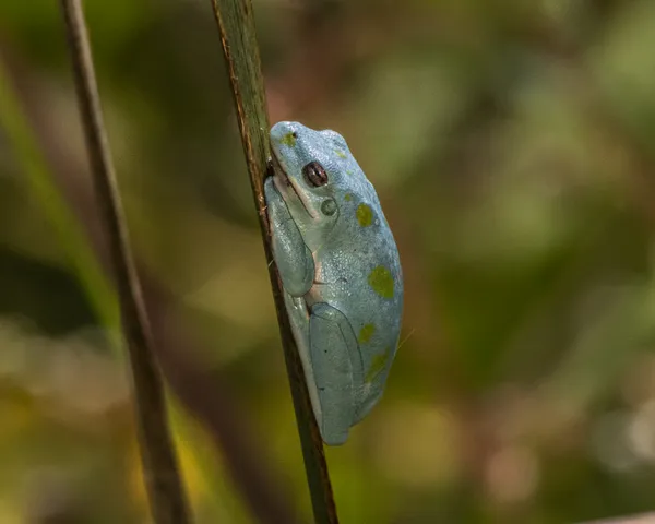 Aberrantly blue-colored green treefrog thumbnail