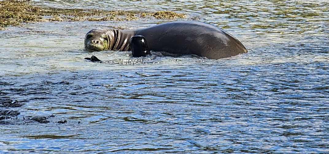 Seal and pup swimming in water