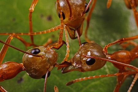 Large ant colonies with tens or hundreds of thousands of members engage in all-out war with other colonies as they compete for resources.