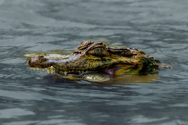 Large Upper Amazon Caiman With Anaconda in Its Jaws thumbnail