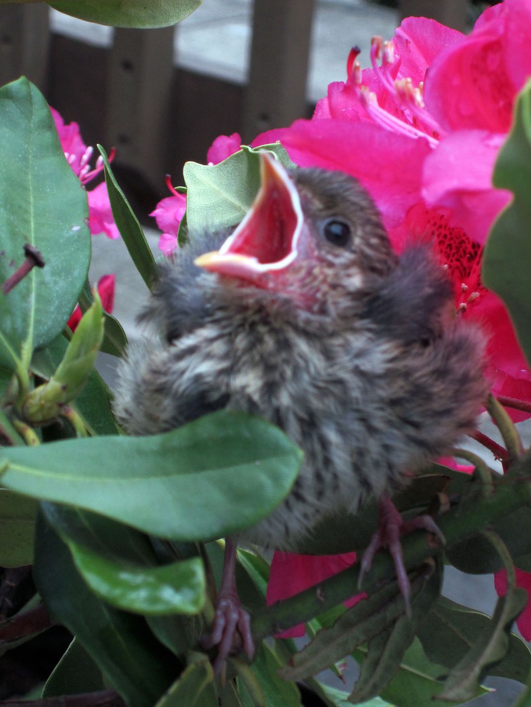A fledgling bird opens its beak wide in anticipation of a juicy grub. The inside of its throat