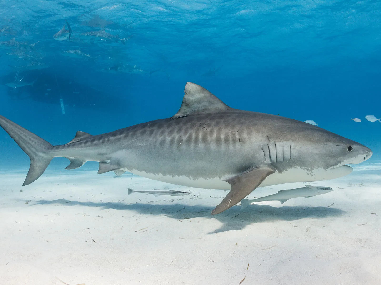 Some Tiger Sharks Are Migrating Farther North Due to Climate Change