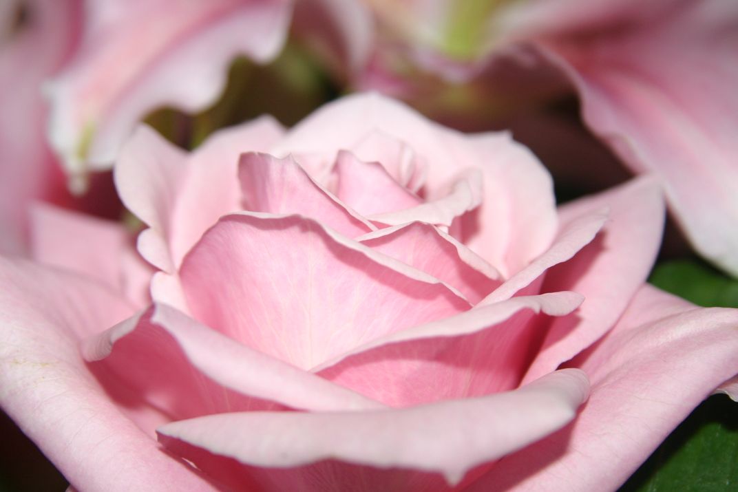 Perfectly pink | Smithsonian Photo Contest | Smithsonian Magazine