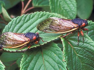 The periodical cicada species, Magicicada septendecim, will erupt from the ground this spring in the mid-Atlantic region. The last time the species from Brood X appeared for their cyclical mating cycle was in 2004.