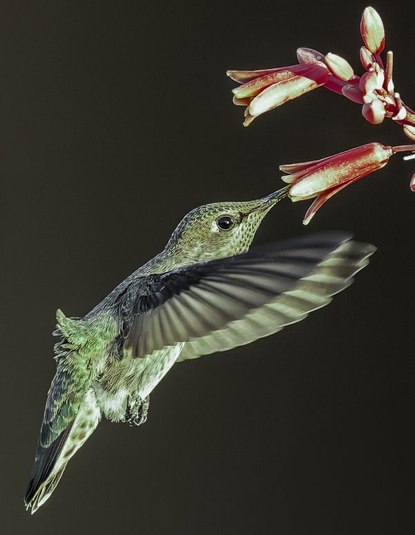 feeding hummingbird thumbnail