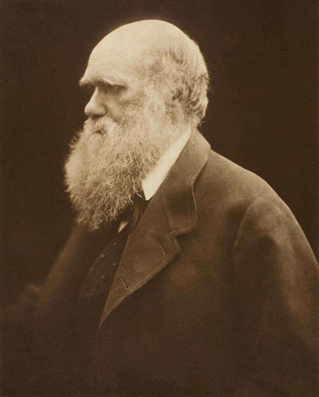 Charles Darwin, photographed in 1868, in profile, looking right; sepia-toned profile; he wears a suit and has grown a bushy white beard.