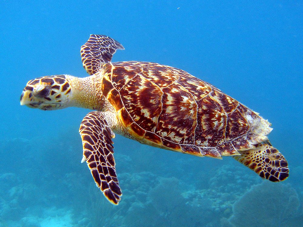 Hawksbill turtle swimming