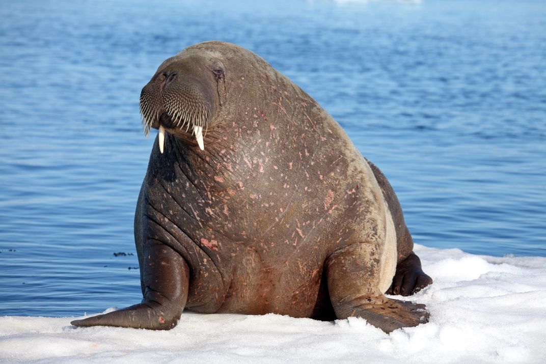 Walrus