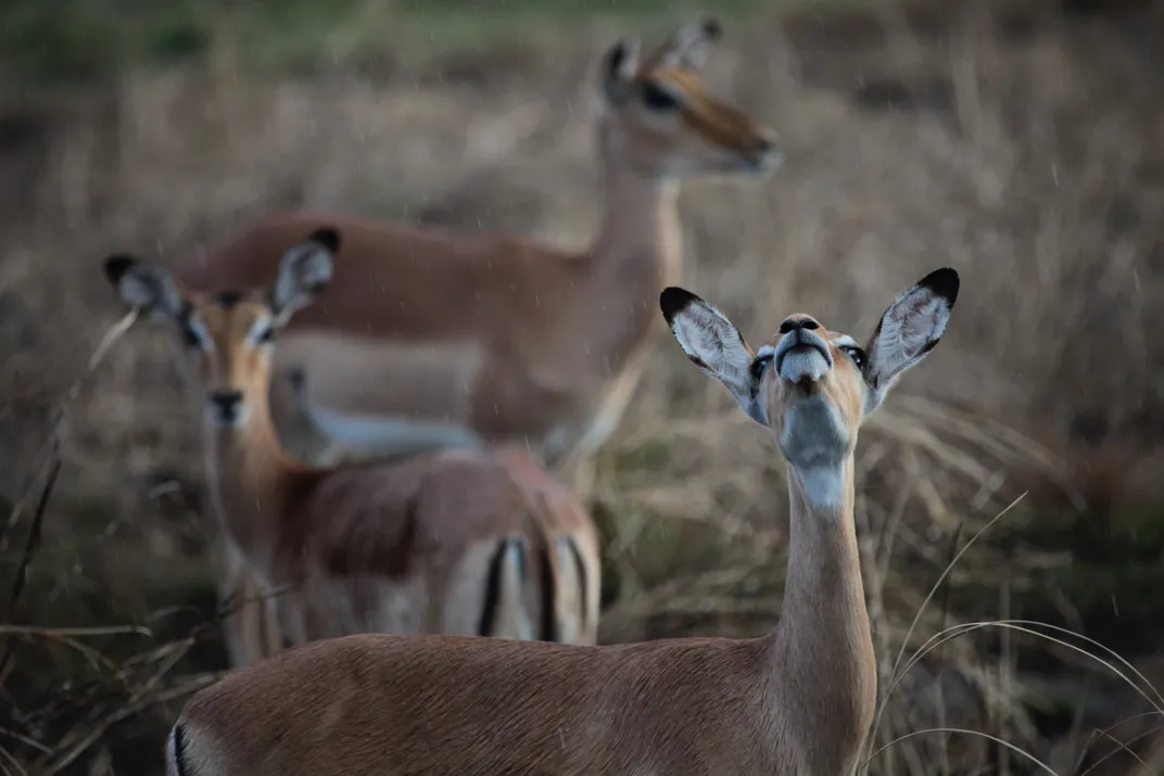 Impalas