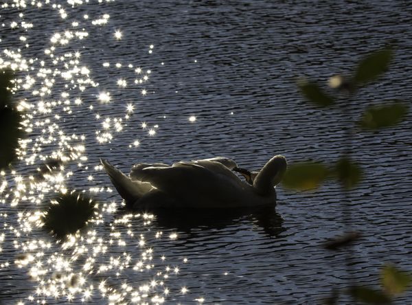 A swan grooms herself, the sun setting sparkles on the water. thumbnail