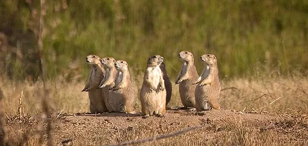 Family of black tailed prairie dogs