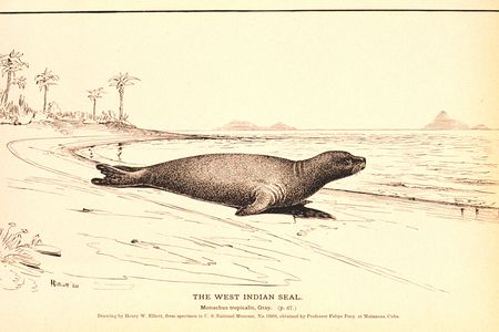 A drawing of the West Indian or Caribbean monk seal based on a specimen collected in Matanzas, Cuba. 