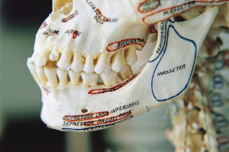 The results of agriculture changed our mouths, but not completely for the better.