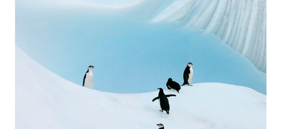  Chinstrap penguins, Antarctica. Taken by Isobel Wayrick. 