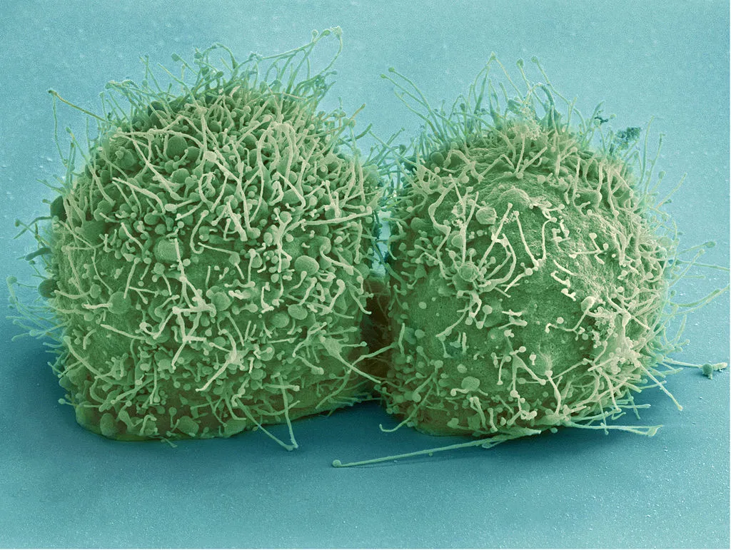 "HeLa" Cells