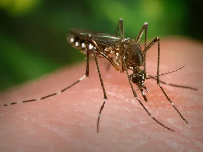 The yellow fever mosquito, Aedes aegypti, spreads dengue fever, Zika, chikungunya and other viruses that infect humans.